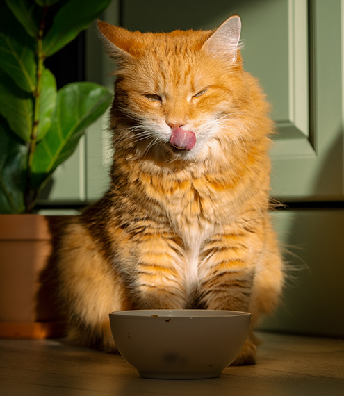 hidratación de los gato